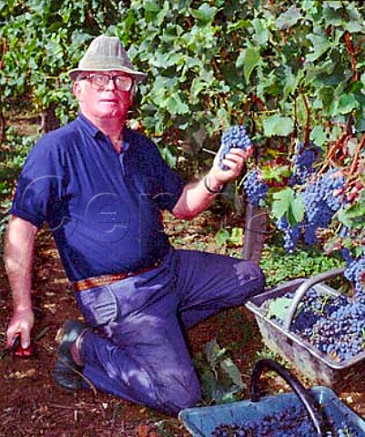 Harvesting Merlot grapes in vineyard Chteau la   ClarireLaithwaite SteColombe Gironde France   Ctes de Castillon  Bordeaux