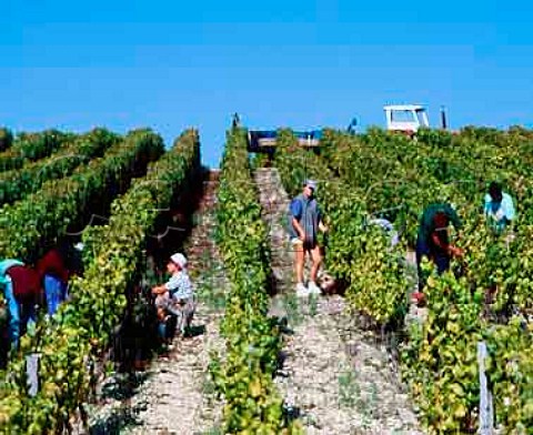 Harvesting Semillon grapes in vineyard of   Chteau dArche Sauternes Gironde France   Sauternes  Bordeaux