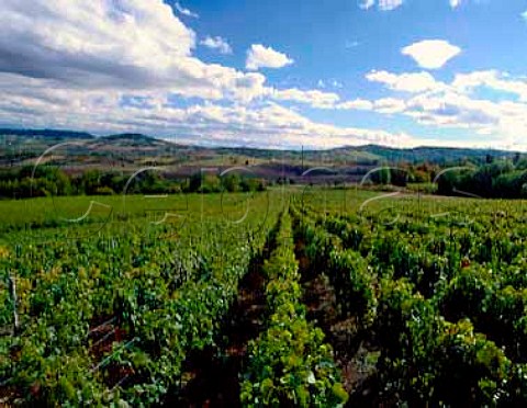 Vineyard at Gergovie south of ClermontFerrand   PuydeDome France Cotes dAuvergne