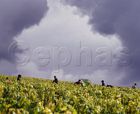 Harvesting in Valmur vineyard of Guy Robin Chablis   Yonne France     Chablis Grand Cru