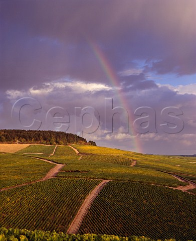 Harvest time rainbow over Grenouilles Valmur and   Les Clos vineyards Chablis Yonne France  Chablis   Grand Crus