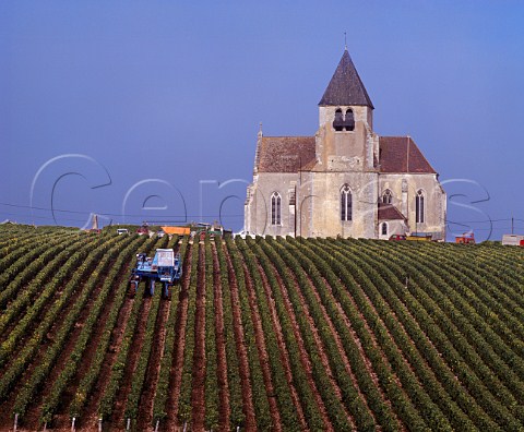 Machine harvesting in vineyard of Domaine SteClaire JeanMarc Brocard by the church at Prhy Yonne France   Chablis