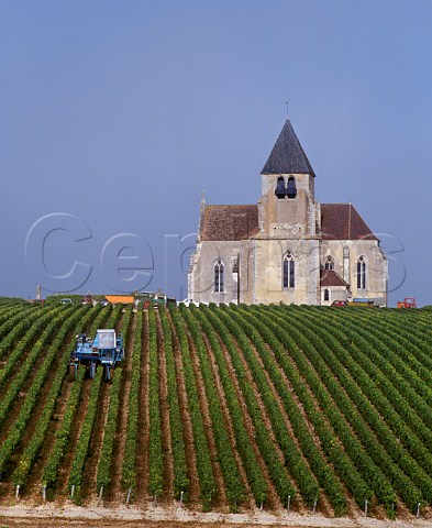 Machine harvesting Chardonnay grapes in vineyard of JeanMarc Brocard by the church at Prhy Yonne France  Chablis