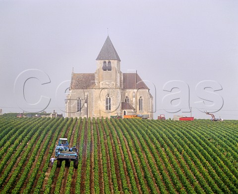 Machine harvesting Chardonnay grapes on a misty October morning in vineyard of JeanMarc Brocard by the church at Prhy Yonne France Chablis