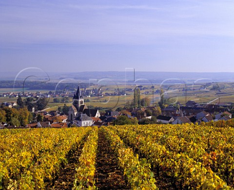 Autumnal vineyard above VilleDommange on the Montagne de Reims Marne France  Champagne