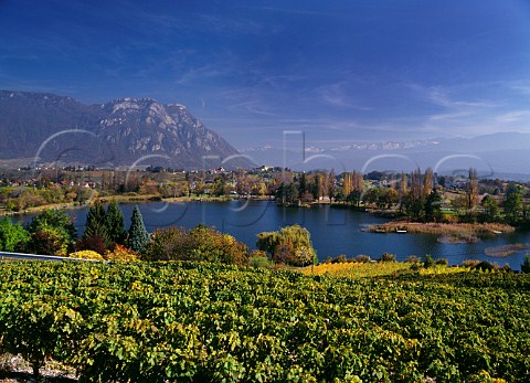 Vineyard above Lac de StAndr with Roche du Guet in distance StAndr Savoie France Vin de SavoieAbymes
