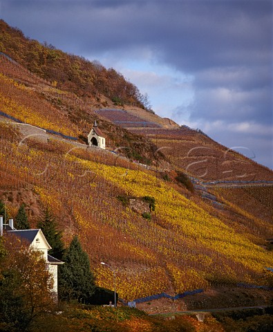 Clos StUrbain on the hill of Rangen above the town   of Thann  This Grand Cru vineyard owned by   Domaine ZindHumbrecht is noted for its Riesling     HautRhin France  Alsace