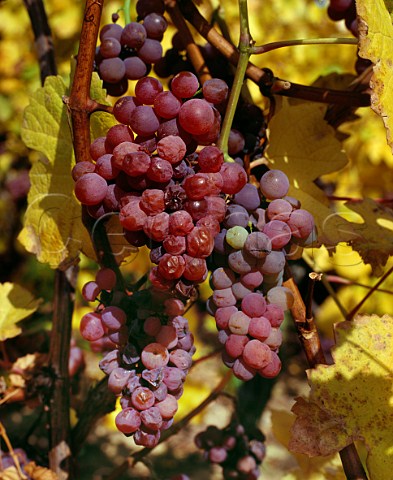 Gewrztraminer grapes on the vine in early November in the the Grand Cru Zinnkoepfle vineyard   Westhalten HautRhin France Alsace