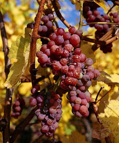 Gewrztraminer grapes on the vine in early November   in the the Grand Cru Zinnkoepfl vineyard   Westhalten HautRhin France   Alsace