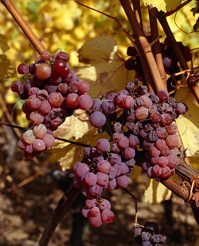 Gewrztraminer grapes on the vine in early November   in the the Grand Cru Zinnkoepfle vineyard   Westhalten HautRhin France Alsace