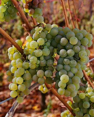 Riesling grapes on the vine in early November Westhalten HautRhin France  Alsace