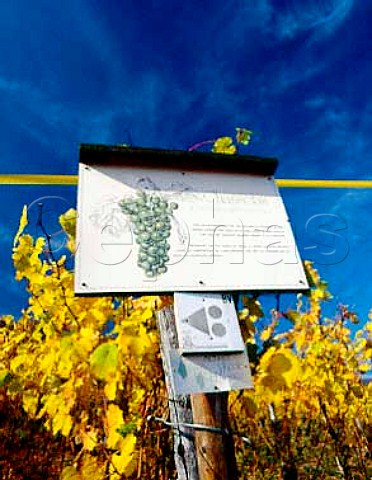 Sign on the vineyard walk at Pfaffenheim HautRhin   France Alsace