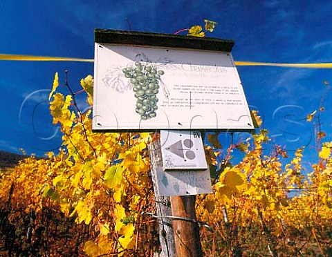 Sign for Chasselas on the vineyard walk at Pfaffenheim HautRhin France Alsace
