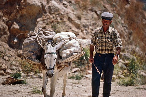 Carrying home the groceries by mule   Ios Cyclades Greece