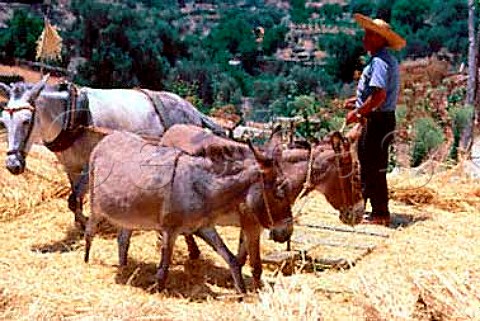 Using mules to thresh grain  Greece