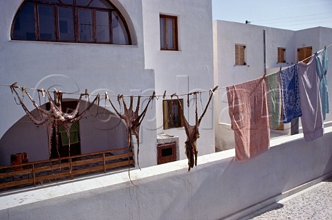 Octopus hanging up to dry on washing line Ios Cyclades Islands Greece