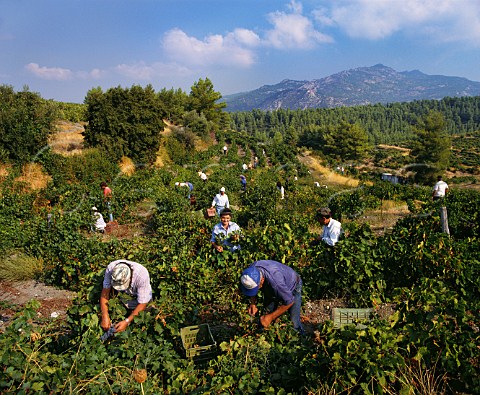 Harvesting Cabernet Sauvignon grapes in vineyard of Domaine Porto Carras on the slopes of Mount Meliton Sithonia Halkidiki Greece