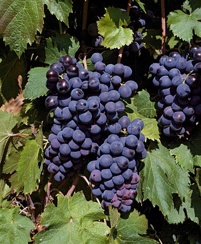 Limnio grapes of Domaine Porto Carras   Sithonia Halkidiki Greece