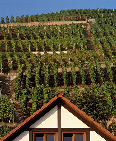 Vineyards above the rooftops of Durbach Baden   Germany    Ortenau Bereich