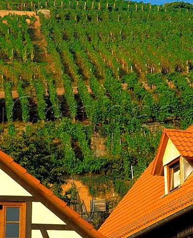 Vineyard above the rooftops of Durbach Baden   Germany    Ortenau Bereich