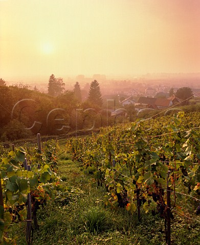 Sunset over Pinot Noir vineyard at Ortenberg Baden Germany Ortenau Bereich