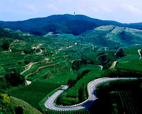 Road twisting through vineyards on the Kaiserstuhl near Oberbergen the hillside here has been remodelled on a massive scale to form large terraces for easier working  Baden Germany