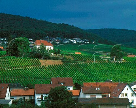 Vineyards around village of Gleiszellen Pfalz   Germany  Bereich  Sudliche Weinstrasse