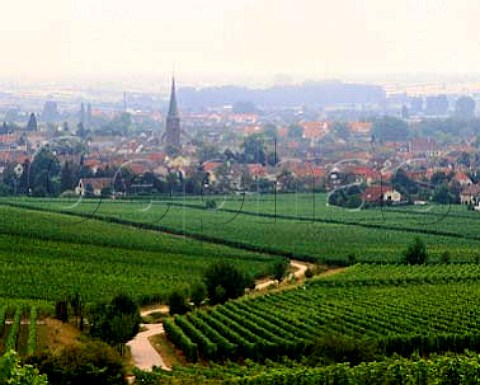 Vineyards above town of Deidesheim Pfalz Germany   Bereich  Mittelhaardt Deutsche Weinstrasse
