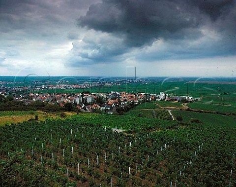 Bad Drkheim viewed over the Fuchsmantel vineyard    Pfalz Germany