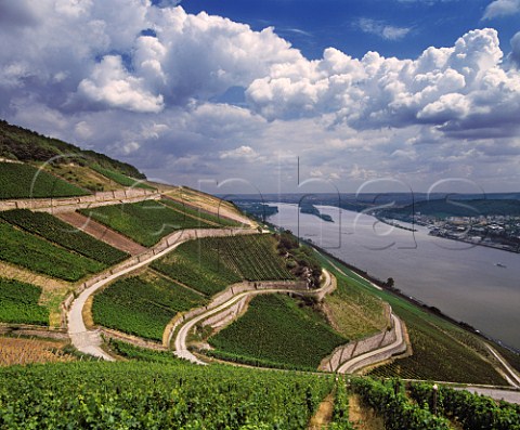 View east along the Rhine from the Berg Schlossberg   vineyard towards Rdesheim Germany  Rheingau