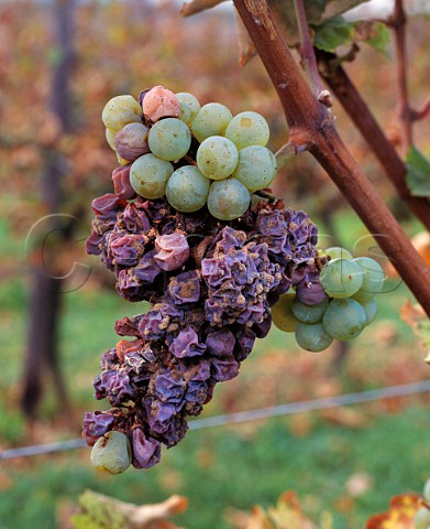 Noble Rot Botrytis on Riesling grapes in the Schlossberg vineyard of Schloss Vollrads Winkel Germany Rheingau