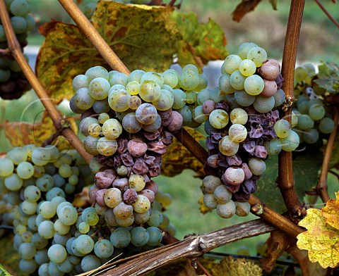 Noble Rot Botrytis on Riesling grapes in the   Schlossberg vineyard of Schloss Vollrads   Winkel Germany  Rheingau