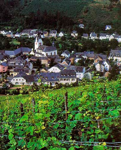 Vines of Deinhard in the Nieschen vineyard above Kasel Ruwer Germany   Mosel