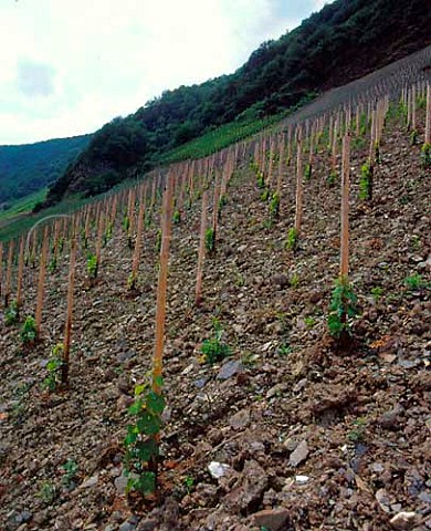 New vines planted in the slate soil of the Grafenberg vineyard at Dhron Germany   Mosel