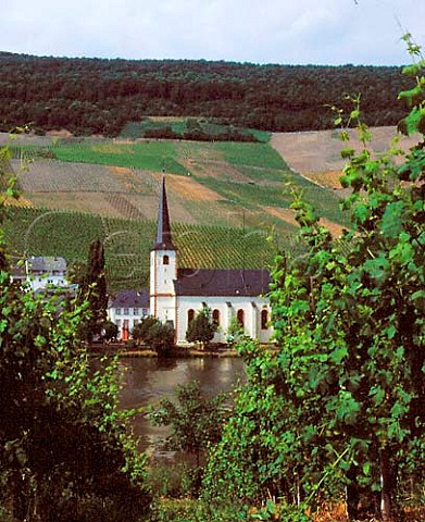 The church at Piesport viewed over the Mosel with   the Goldtropfchen and Falkenberg vineyards behind    Germany Mosel