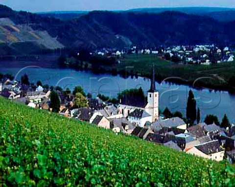 Piesport and the Mosel viewed from the Goldtropfchen   vineyard Germany   Mosel