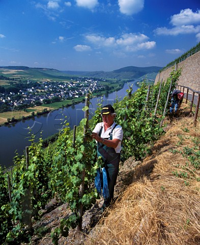 Tying up Riesling vines in July in the Brauneberger Juffer vineyard Brauneberg Germany    Mosel