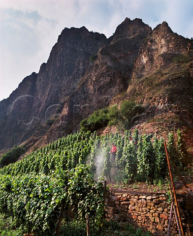 Spraying vines in the Traiser Bastei vineyard at the foot   of the Rotenfels cliff Bad Munster Germany      Nahe