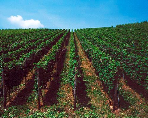 Vines after summer pruning in the Rothenberg   vineyard Nackenheim Germany   Rheinfront  Rheinhessen