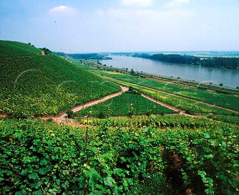 Pettenthal vineyard  on the Rheinfront at   Nierstein Germany    Rheinhessen