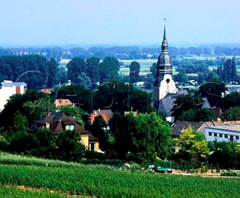 View over the Olberg vineyard on the outskirts of   Nierstein Germany    Rheinfront  Rheinhessen