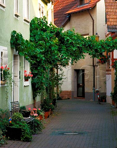 Vine growing in back street of the wine town of   Deidesheim Germany    Pfalz