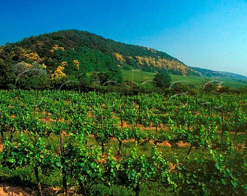 Vineyards at Deidesheim with sweet chestnut trees   flowering on the slopes beyond  Germany   Pfalz