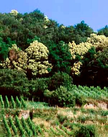 Vineyards at Deidesheim with Sweet Chestnut trees   flowering in the forest above  Germany   Pfalz