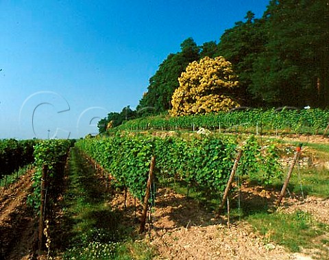 Vineyards at Deidesheim with sweet chestnut tree   flowering in the forest above  Germany   Pfalz