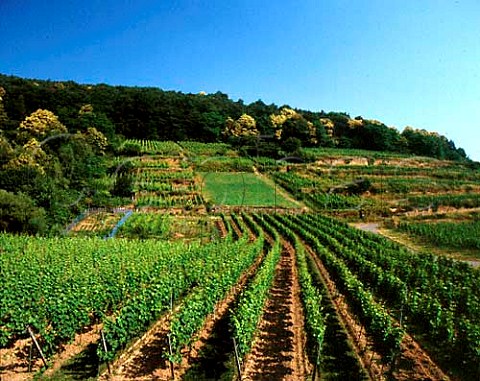 Vineyards at Deidesheim Germany Pfalz
