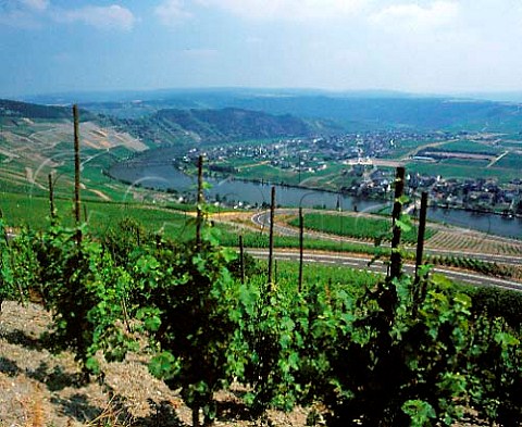 View over the Falkenberg and Goldtrpfchen vineyards   at Piesport Germany    Mosel