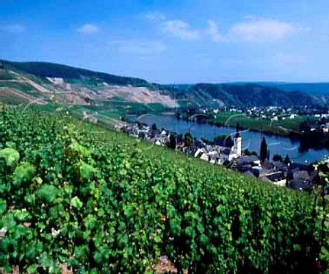 View over the Goldtropfchen vineyard to Piesport and   the Mosel Germany      Mosel