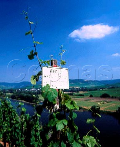 Vines of Dr H Thanisch in the Juffer Sonnenuhr   vineyard at Brauneberg Germany   Mosel