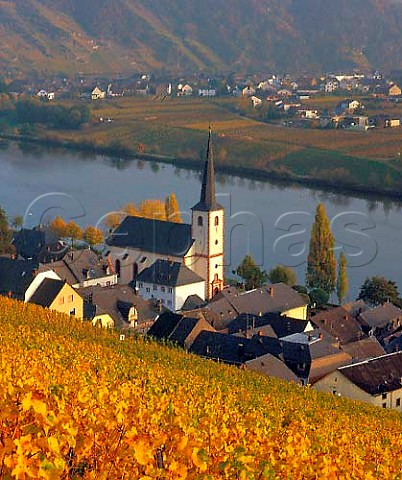 Autumnal Riesling vines in the Goldtropfchen   vineyard above Piesport Germany   Mosel